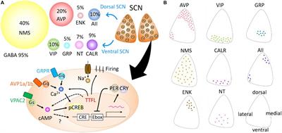 Roles of Neuropeptides, VIP and AVP, in the Mammalian Central Circadian Clock